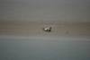 Seehund auf Sandbank