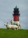 Schafe auf dem Deich vor dem Leuchtturm